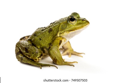 Detail Image Of A Frog Nomer 24