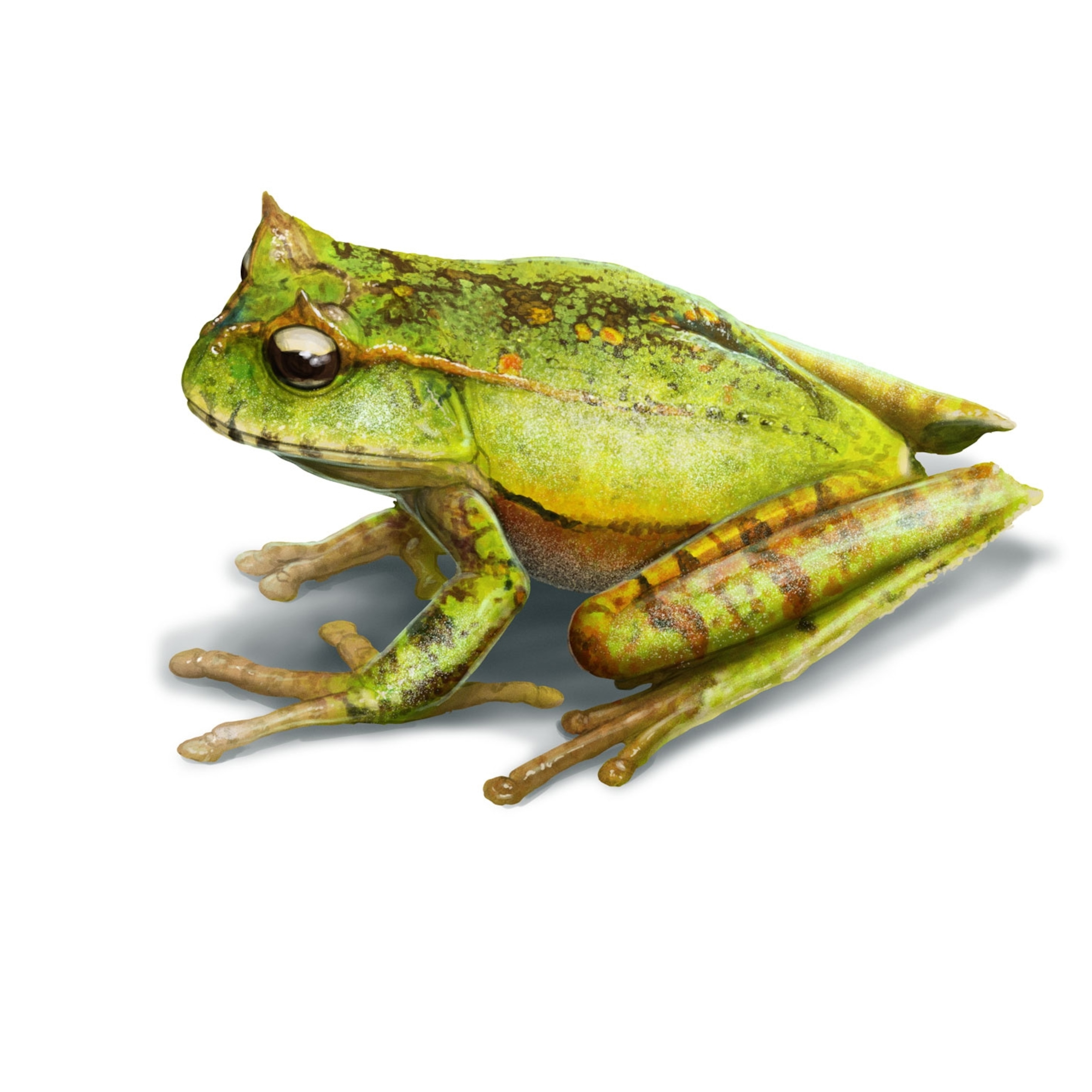 Detail Image Of A Frog Nomer 5