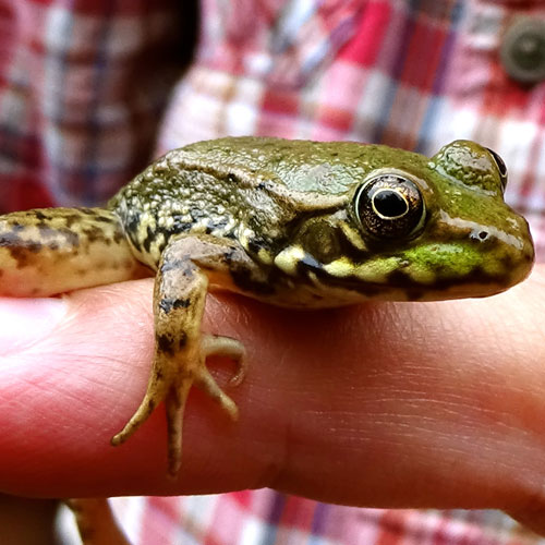 Detail Image Of A Frog Nomer 58