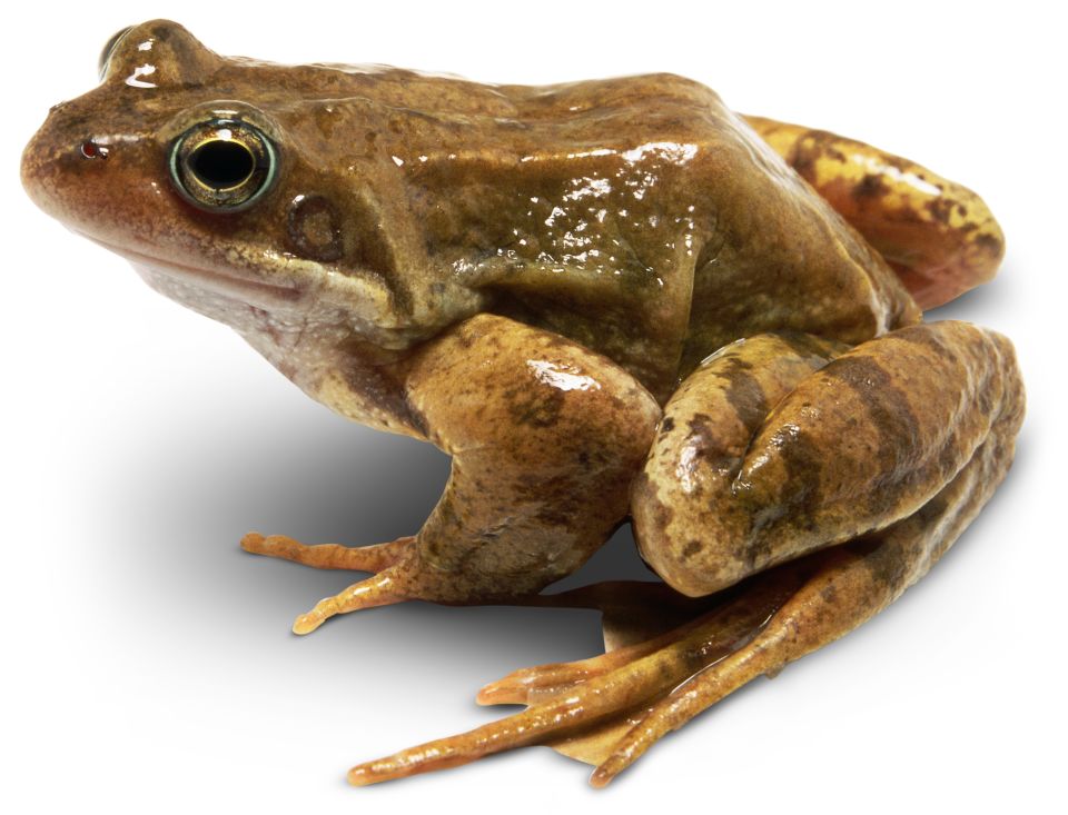 Detail Image Of A Frog Nomer 7
