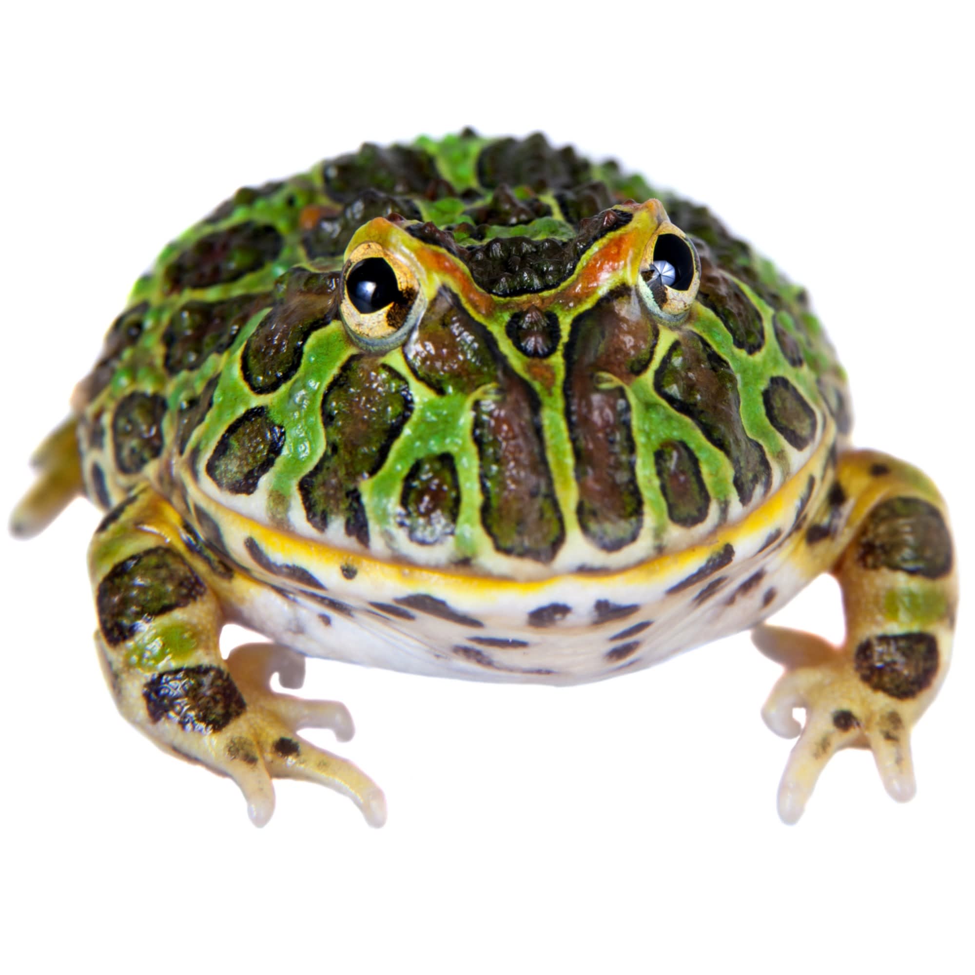 Detail Image Of A Frog Nomer 10