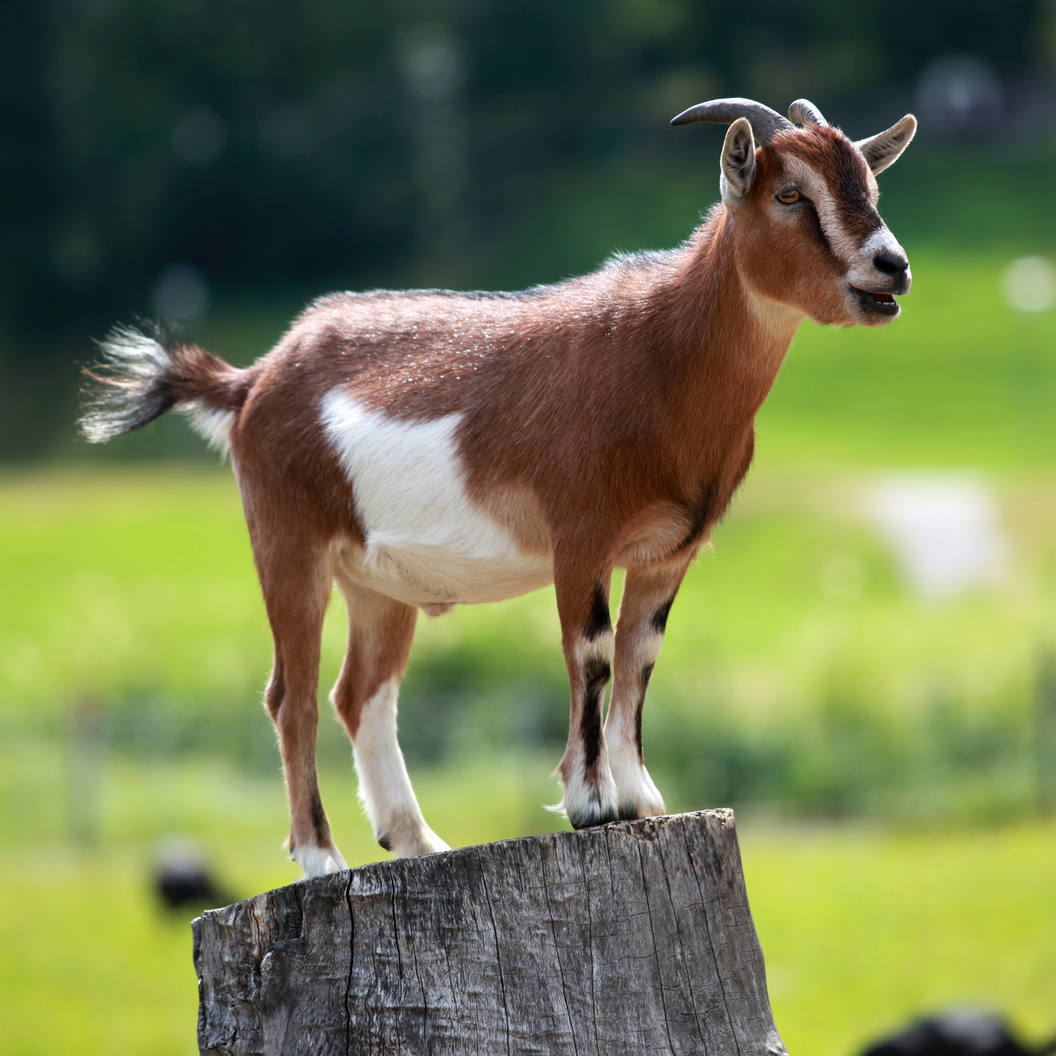 Image Of A Goat - KibrisPDR