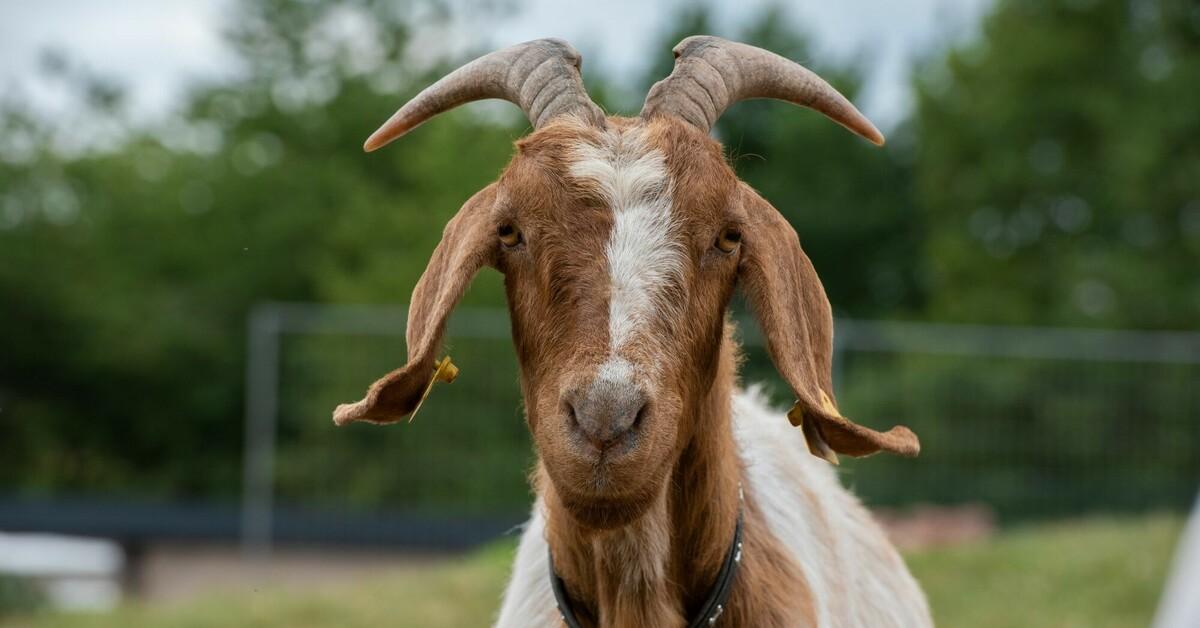 Detail Image Of A Goat Nomer 26