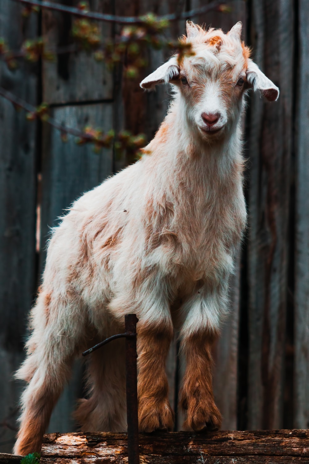 Detail Image Of A Goat Nomer 50