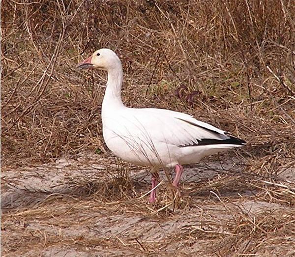 Detail Image Of A Goose Nomer 44