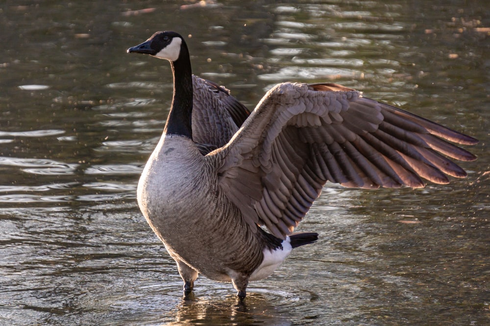 Detail Image Of A Goose Nomer 49