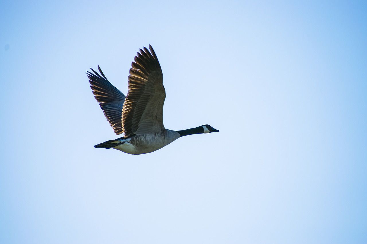 Detail Image Of A Goose Nomer 56