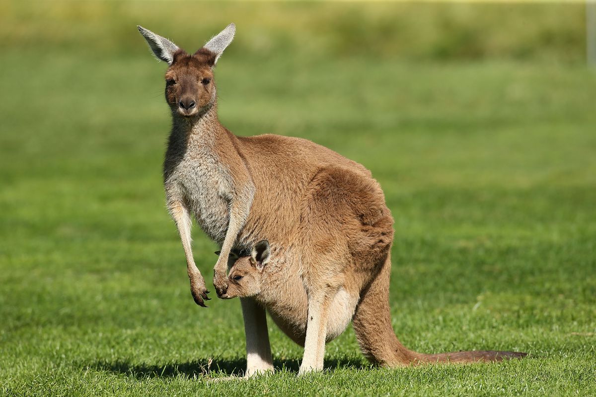 Detail Image Of A Kangaroo Nomer 11