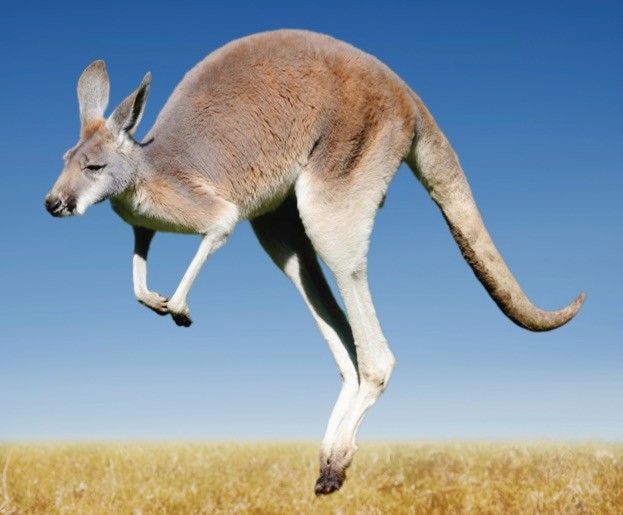 Detail Image Of A Kangaroo Nomer 17