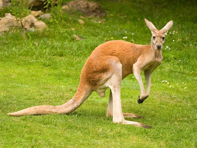 Detail Image Of A Kangaroo Nomer 3