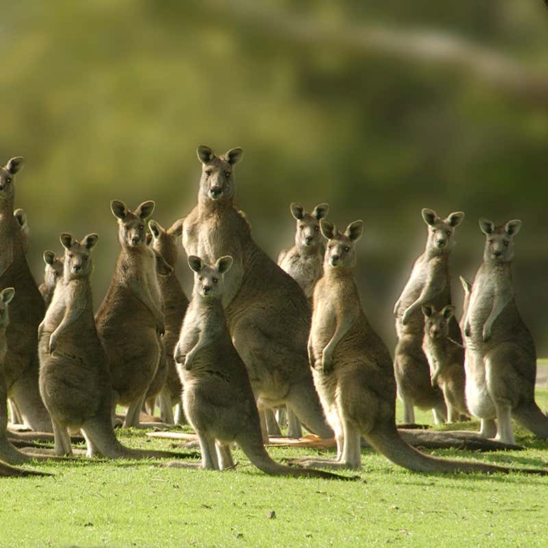 Detail Image Of A Kangaroo Nomer 21