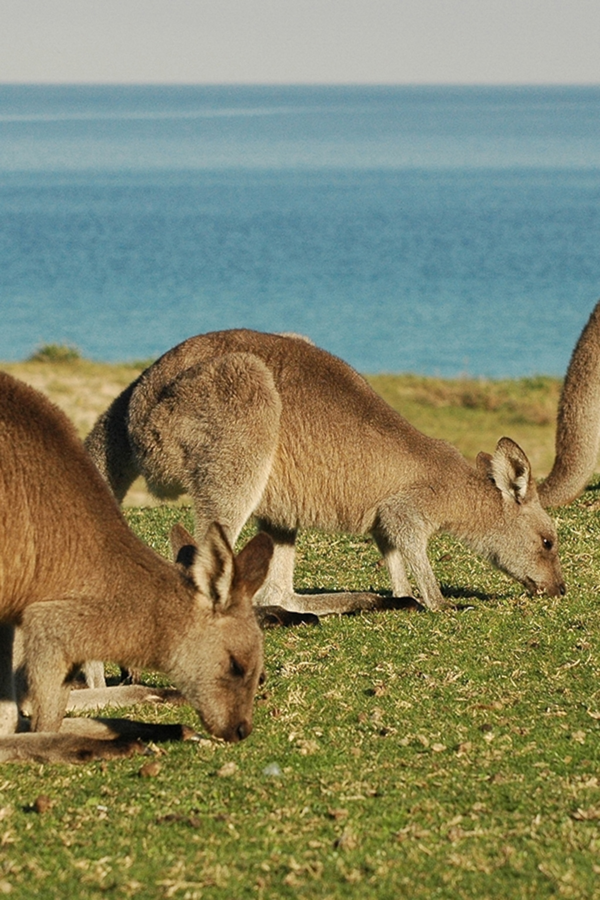 Detail Image Of A Kangaroo Nomer 22