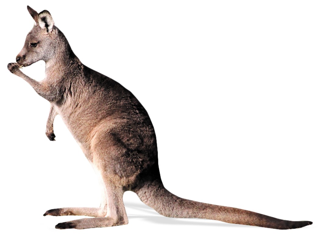 Detail Image Of A Kangaroo Nomer 24