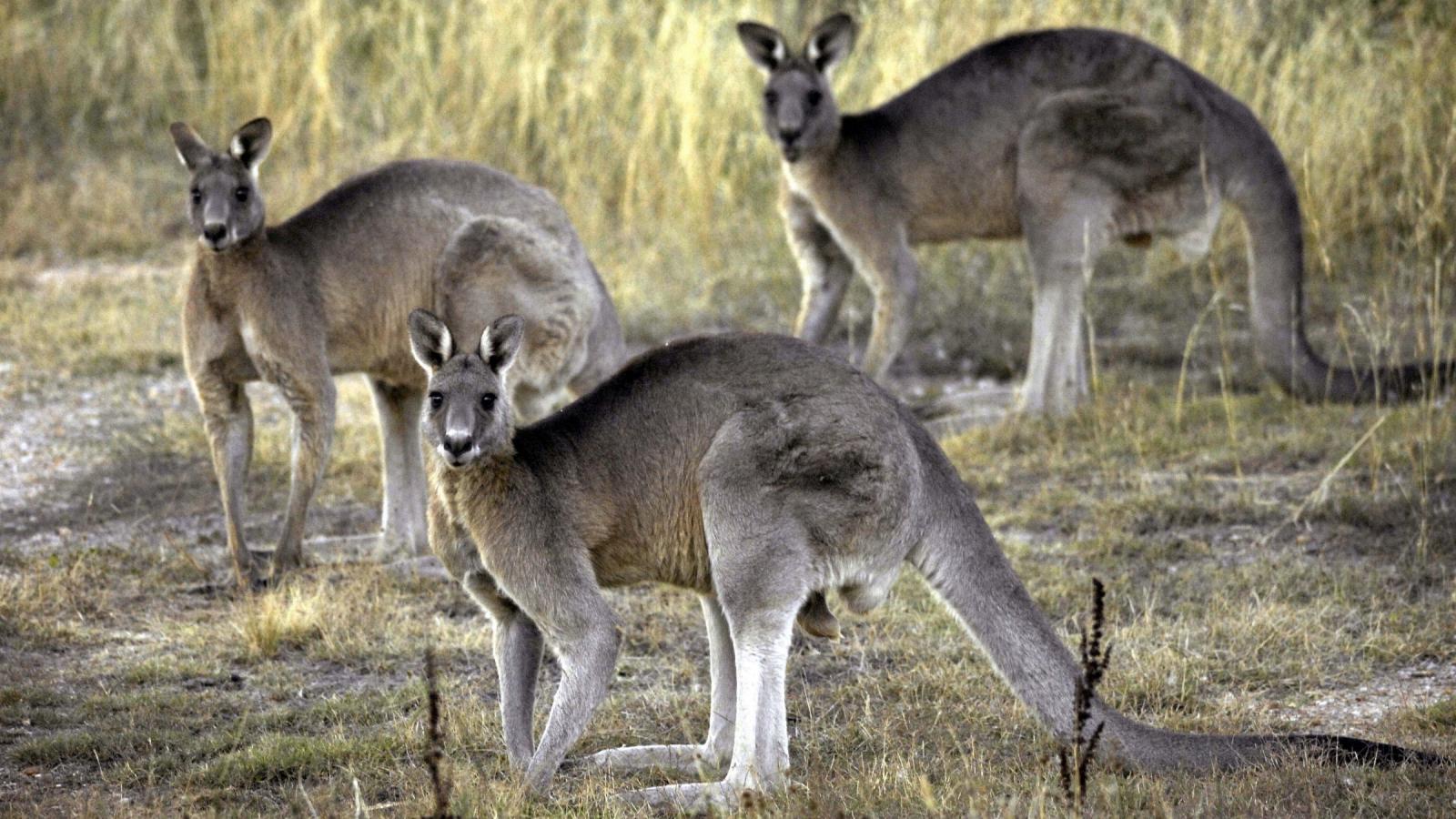 Detail Image Of A Kangaroo Nomer 45