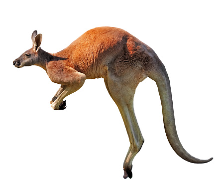 Detail Image Of A Kangaroo Nomer 46