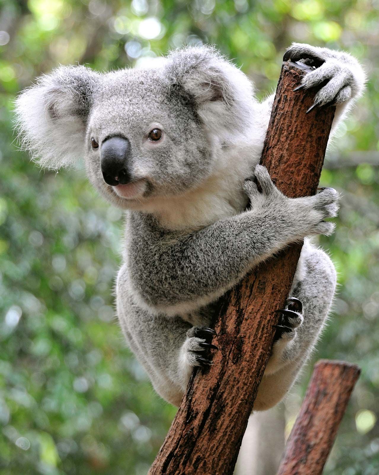 Image Of A Koala Bear - KibrisPDR