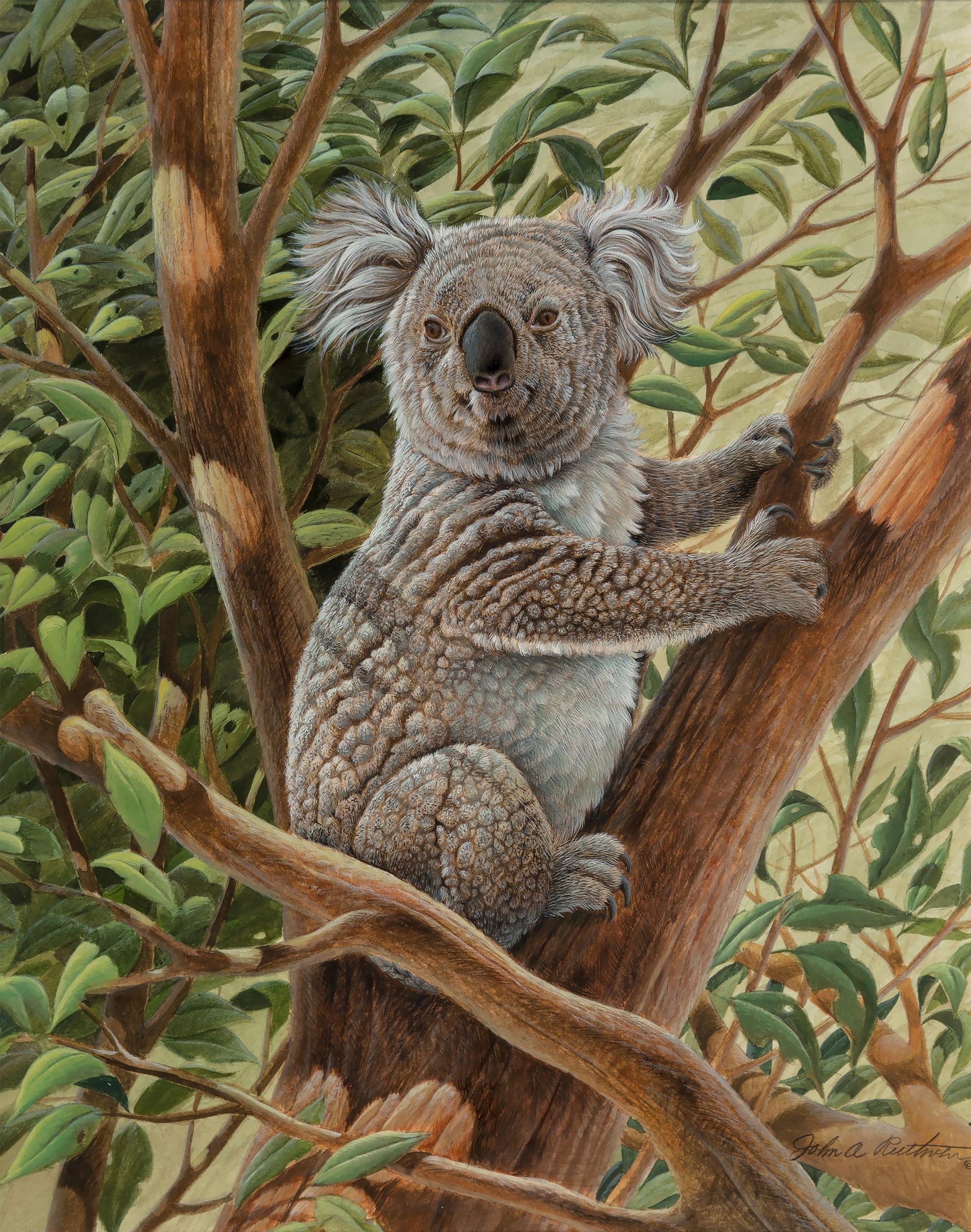 Detail Image Of A Koala Bear Nomer 33