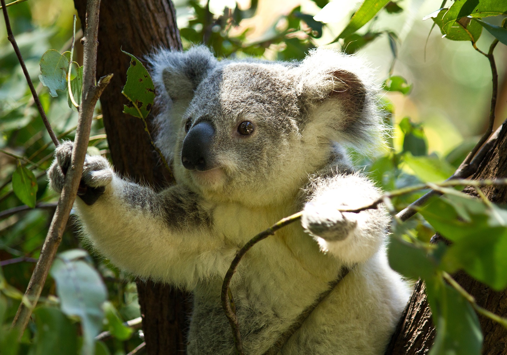 Detail Image Of A Koala Bear Nomer 41