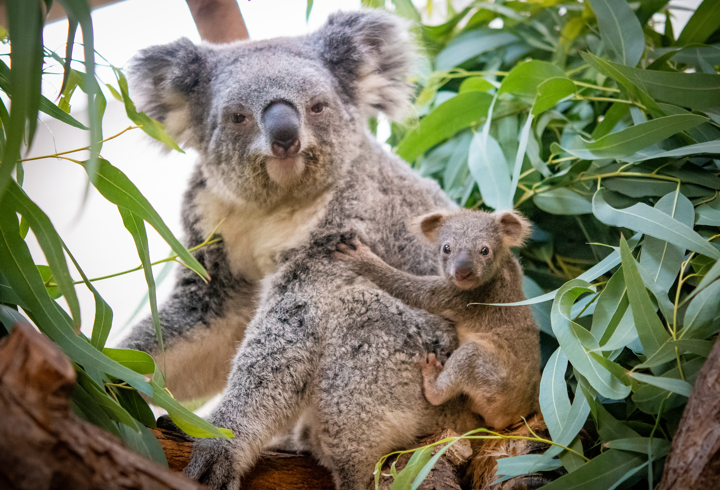 Detail Image Of A Koala Bear Nomer 42