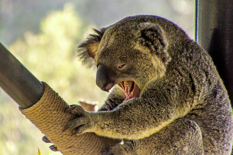 Detail Image Of A Koala Bear Nomer 56