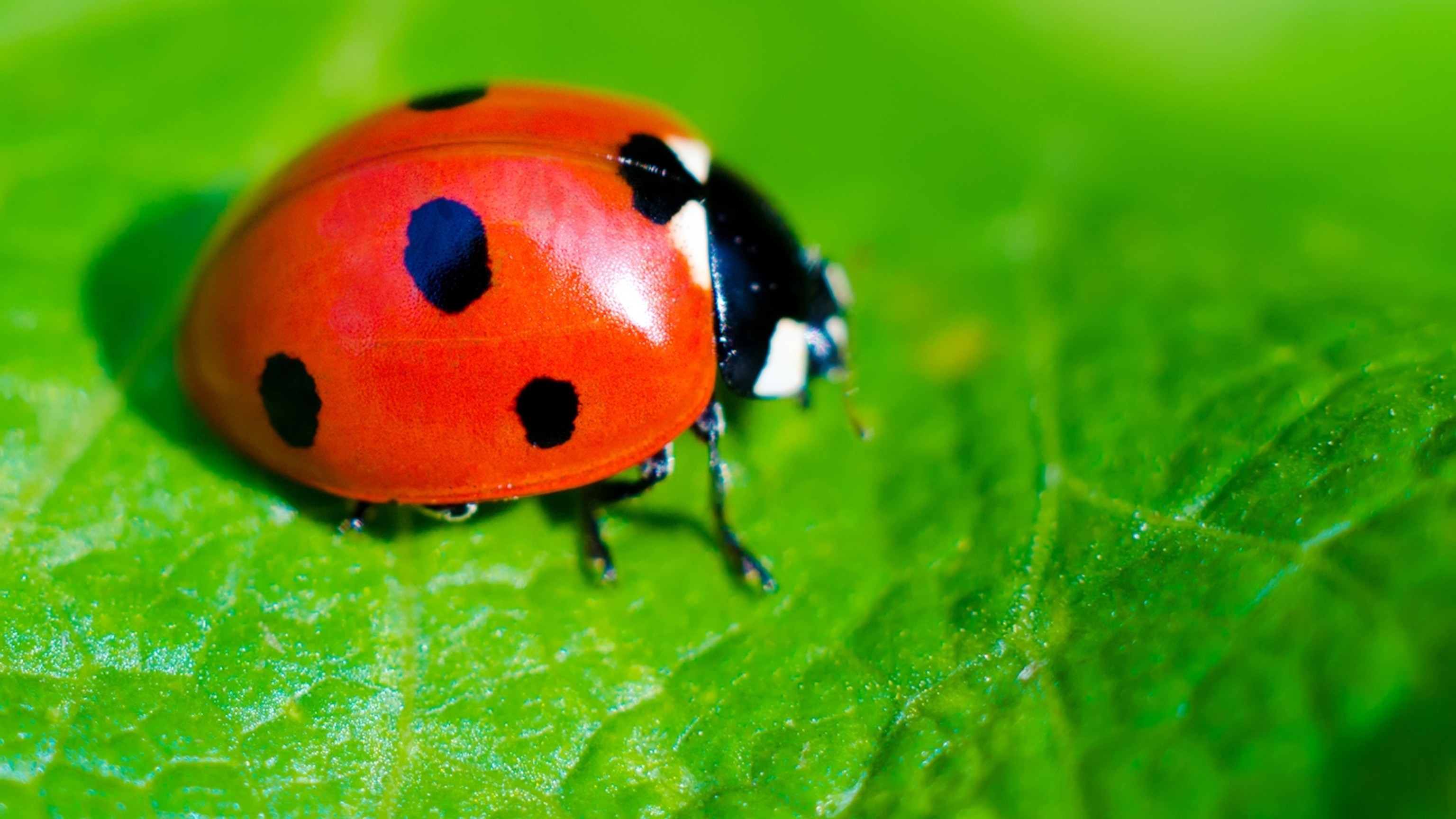 Image Of A Ladybug - KibrisPDR