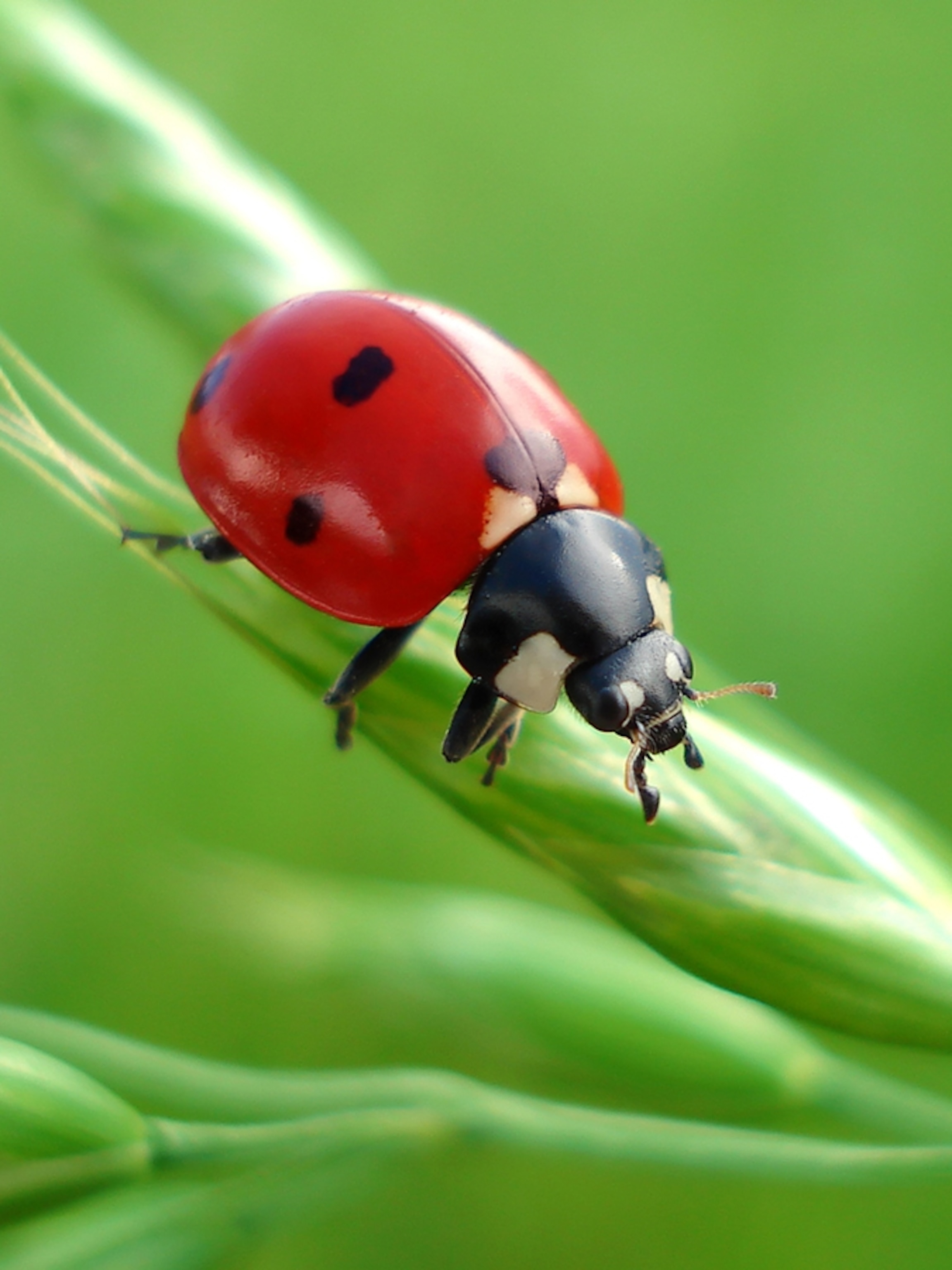 Detail Image Of A Ladybug Nomer 2