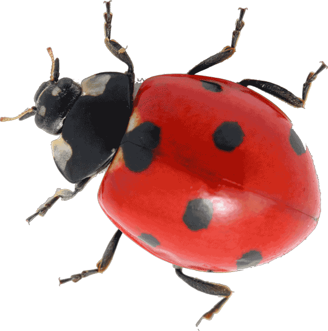 Detail Image Of A Ladybug Nomer 11