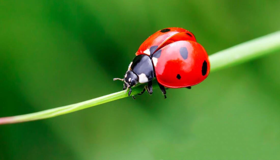 Detail Image Of A Ladybug Nomer 16