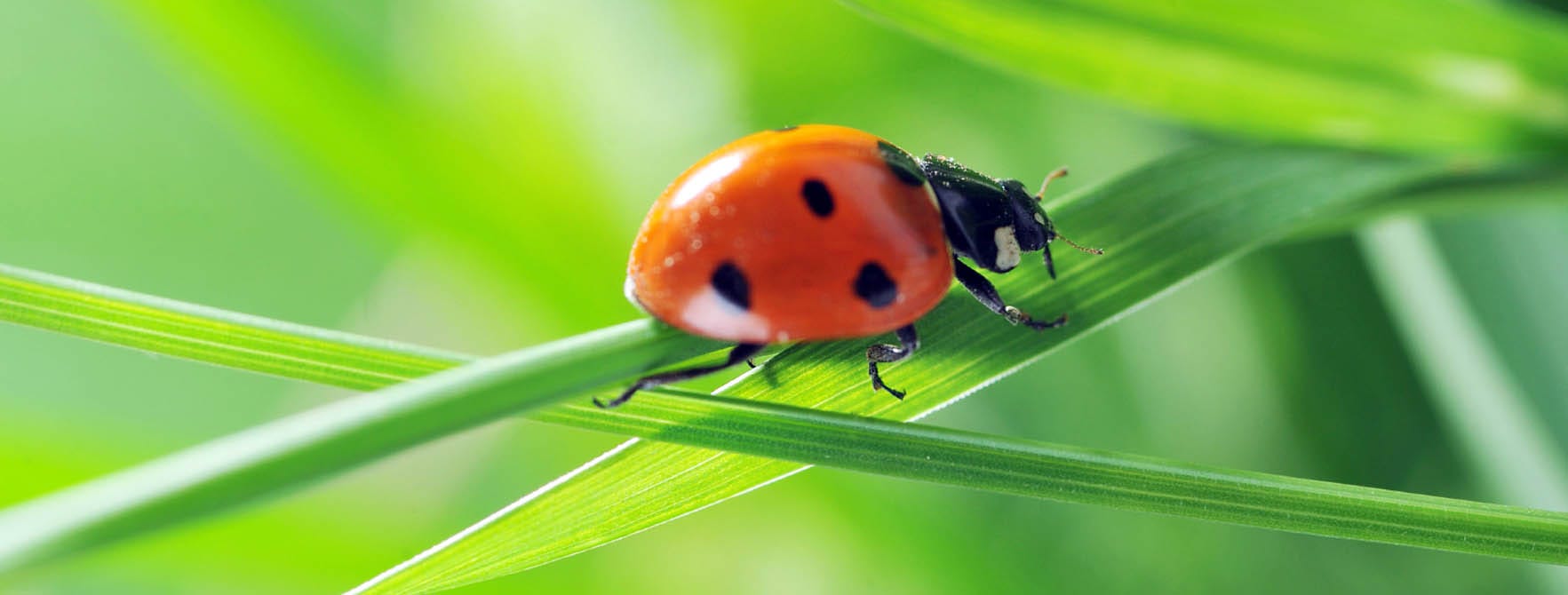 Detail Image Of A Ladybug Nomer 17