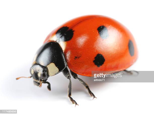 Detail Image Of A Ladybug Nomer 19