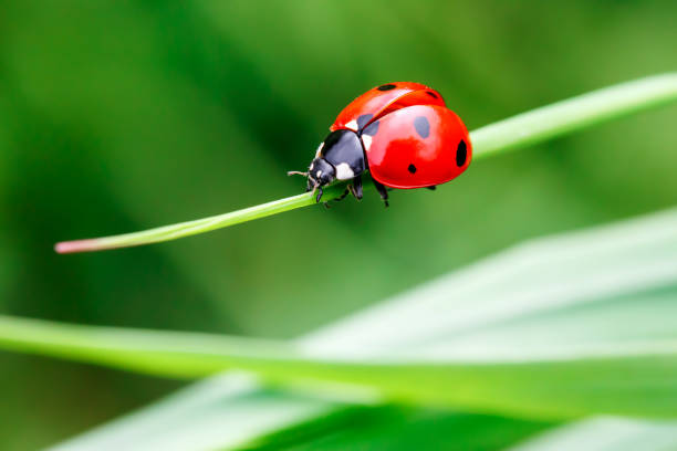 Detail Image Of A Ladybug Nomer 3