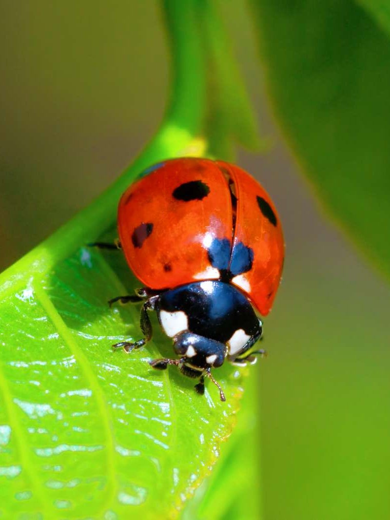 Detail Image Of A Ladybug Nomer 20