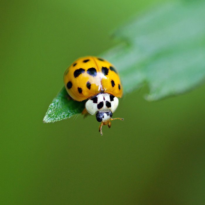 Detail Image Of A Ladybug Nomer 21