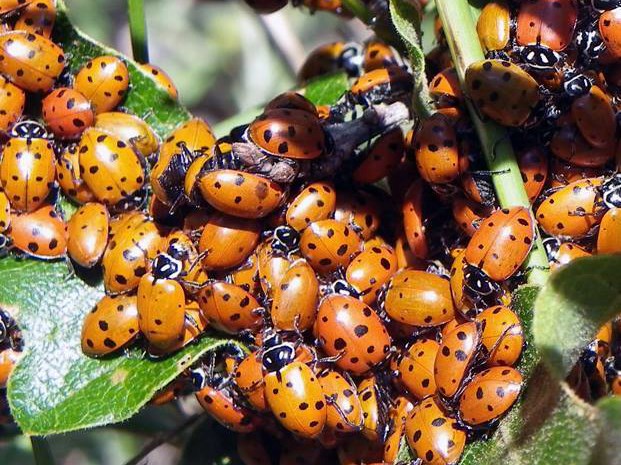 Detail Image Of A Ladybug Nomer 22