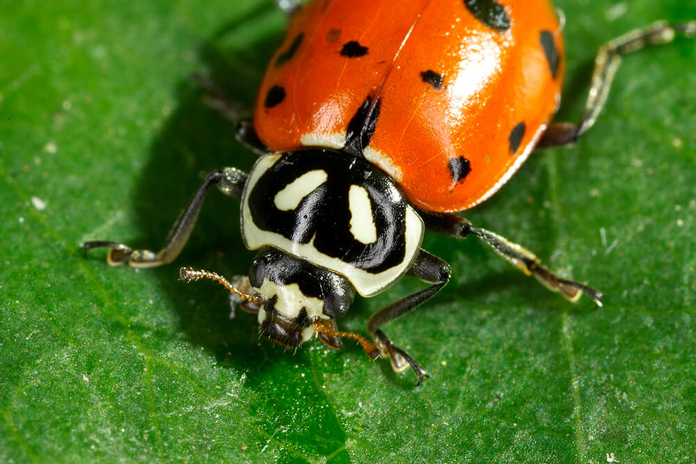 Detail Image Of A Ladybug Nomer 24