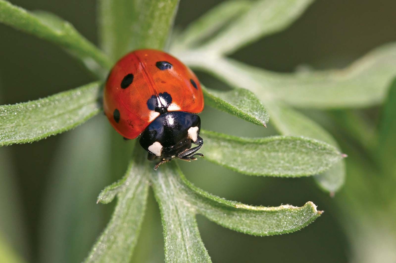 Detail Image Of A Ladybug Nomer 26