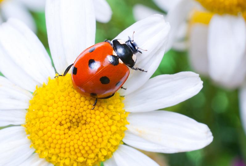 Detail Image Of A Ladybug Nomer 27