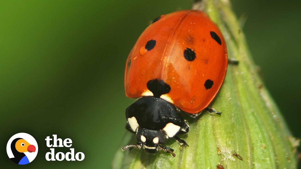 Detail Image Of A Ladybug Nomer 28