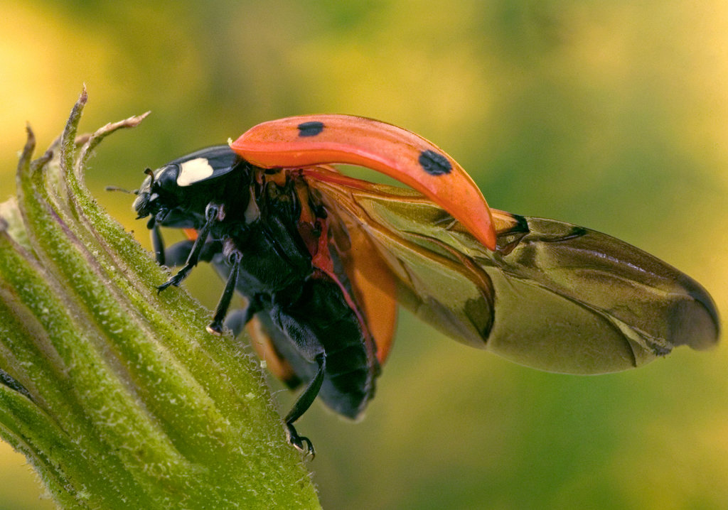 Detail Image Of A Ladybug Nomer 31