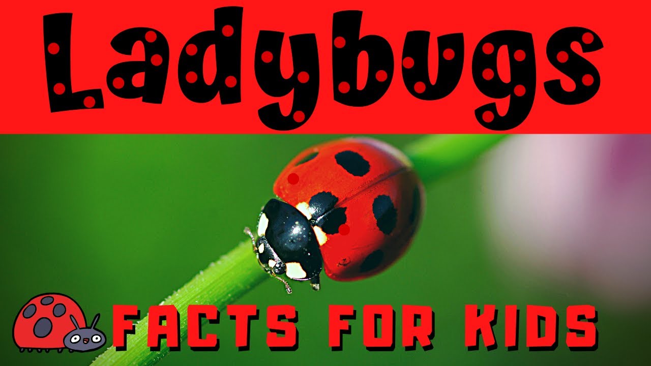 Detail Image Of A Ladybug Nomer 33