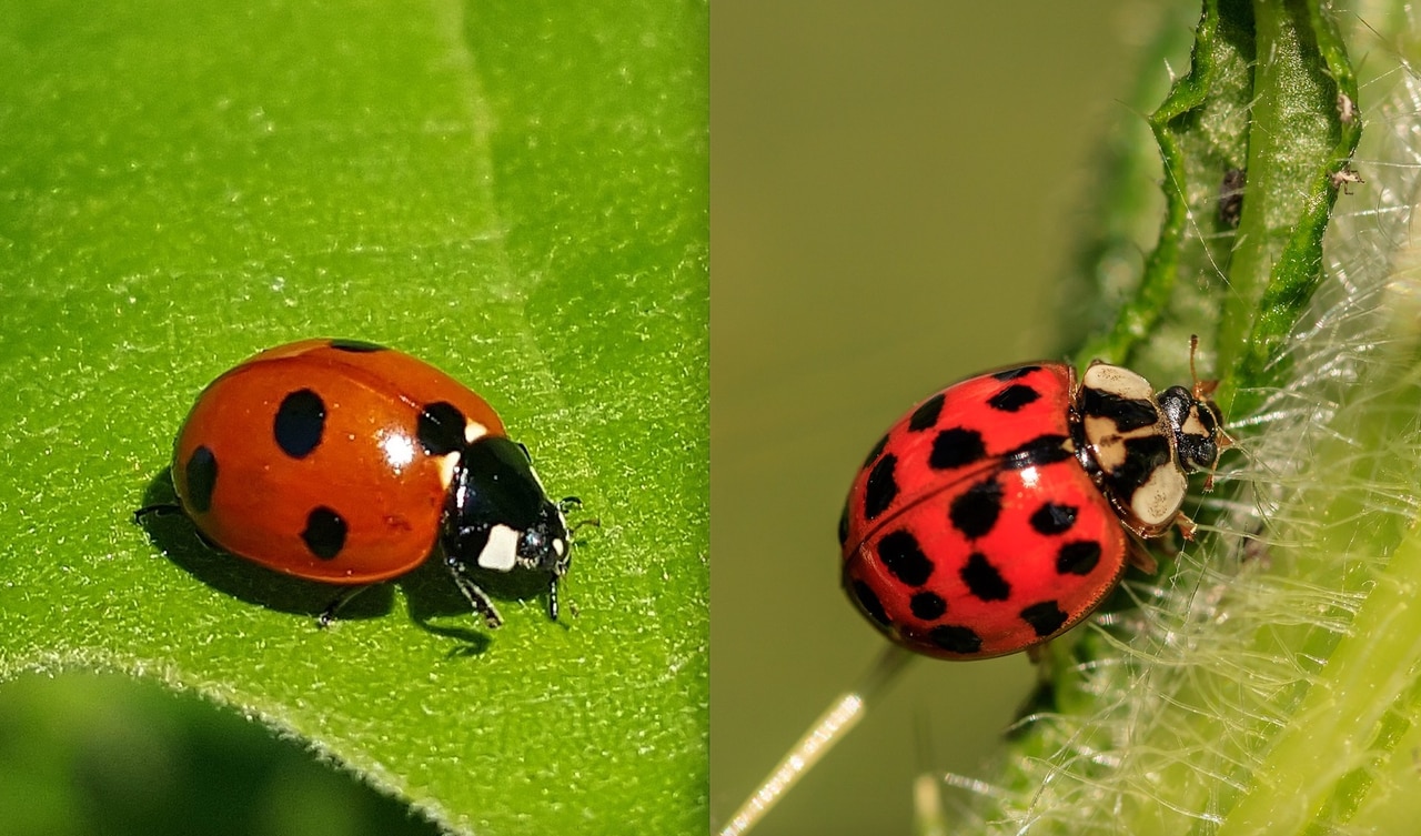 Detail Image Of A Ladybug Nomer 34