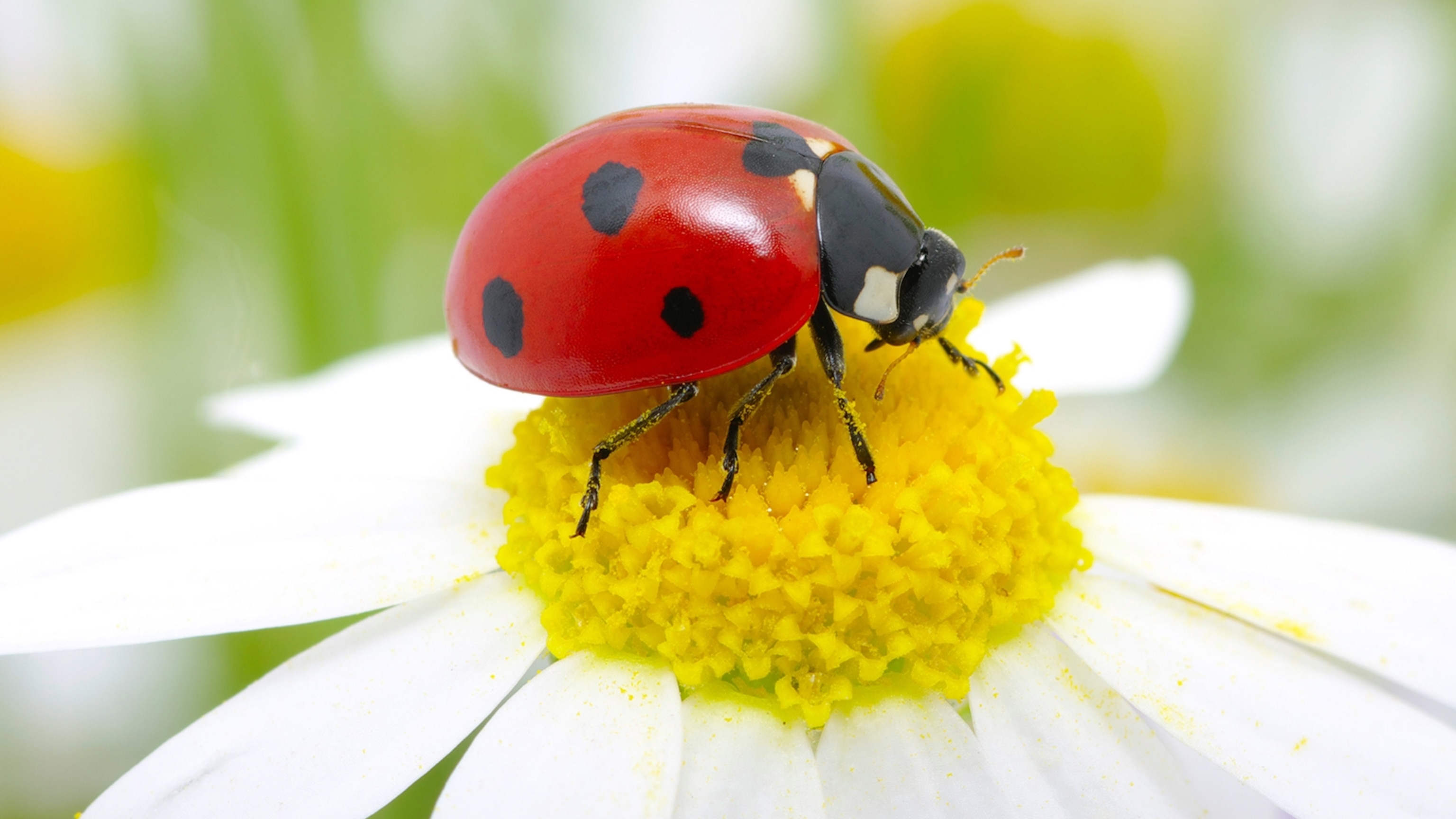 Detail Image Of A Ladybug Nomer 5