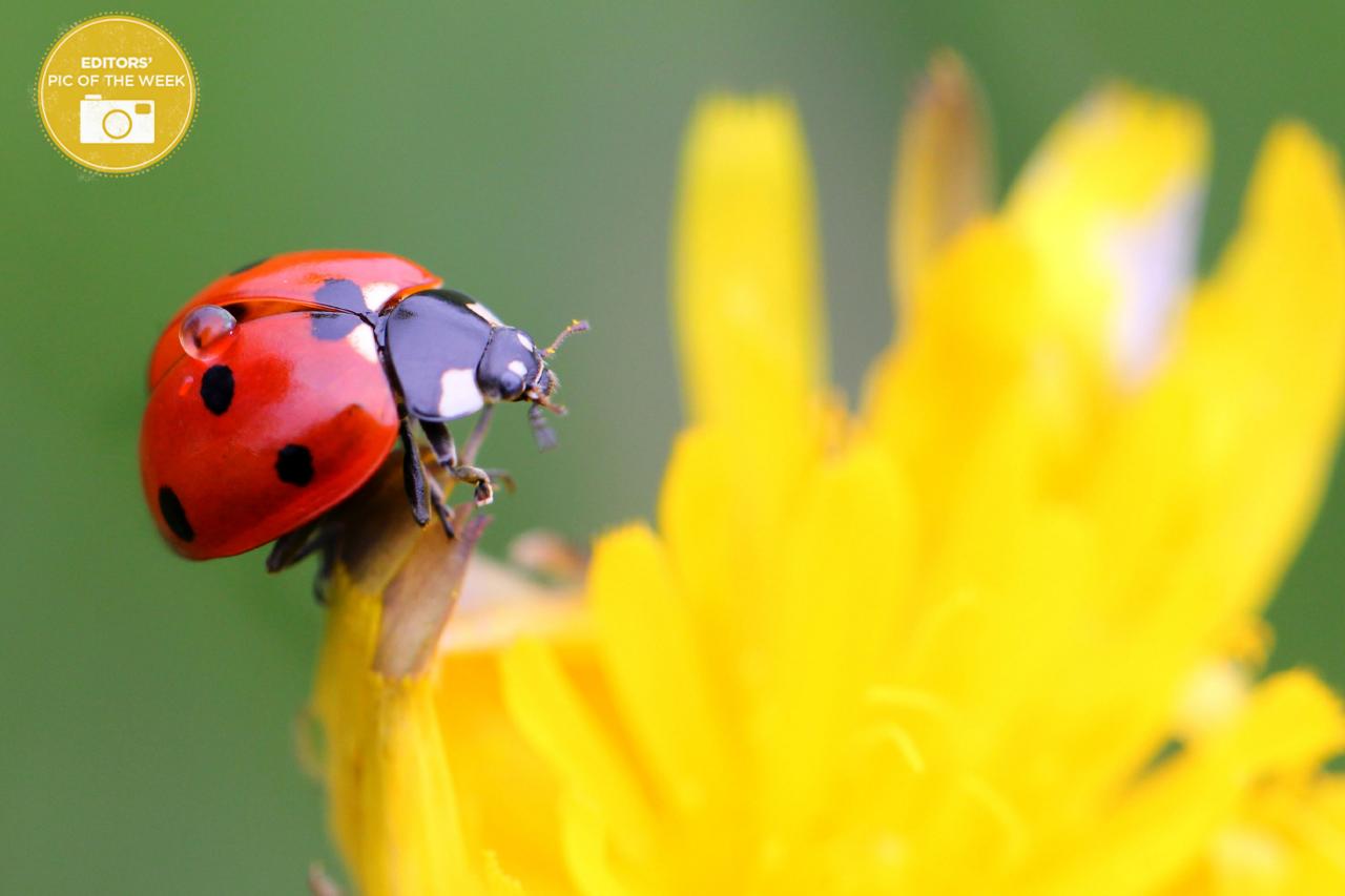 Detail Image Of A Ladybug Nomer 43