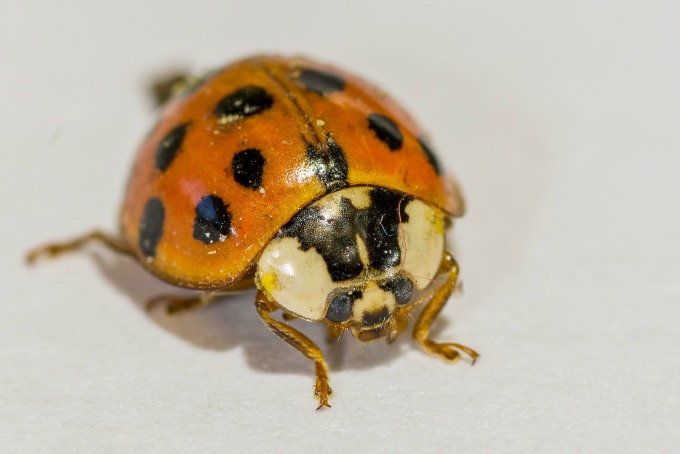 Detail Image Of A Ladybug Nomer 44