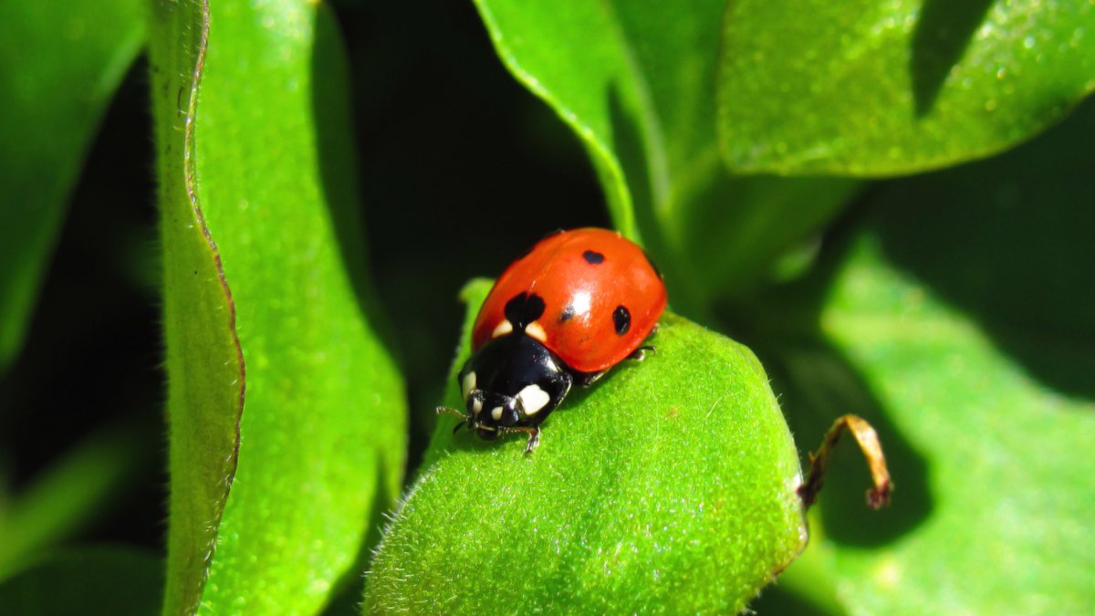 Detail Image Of A Ladybug Nomer 45