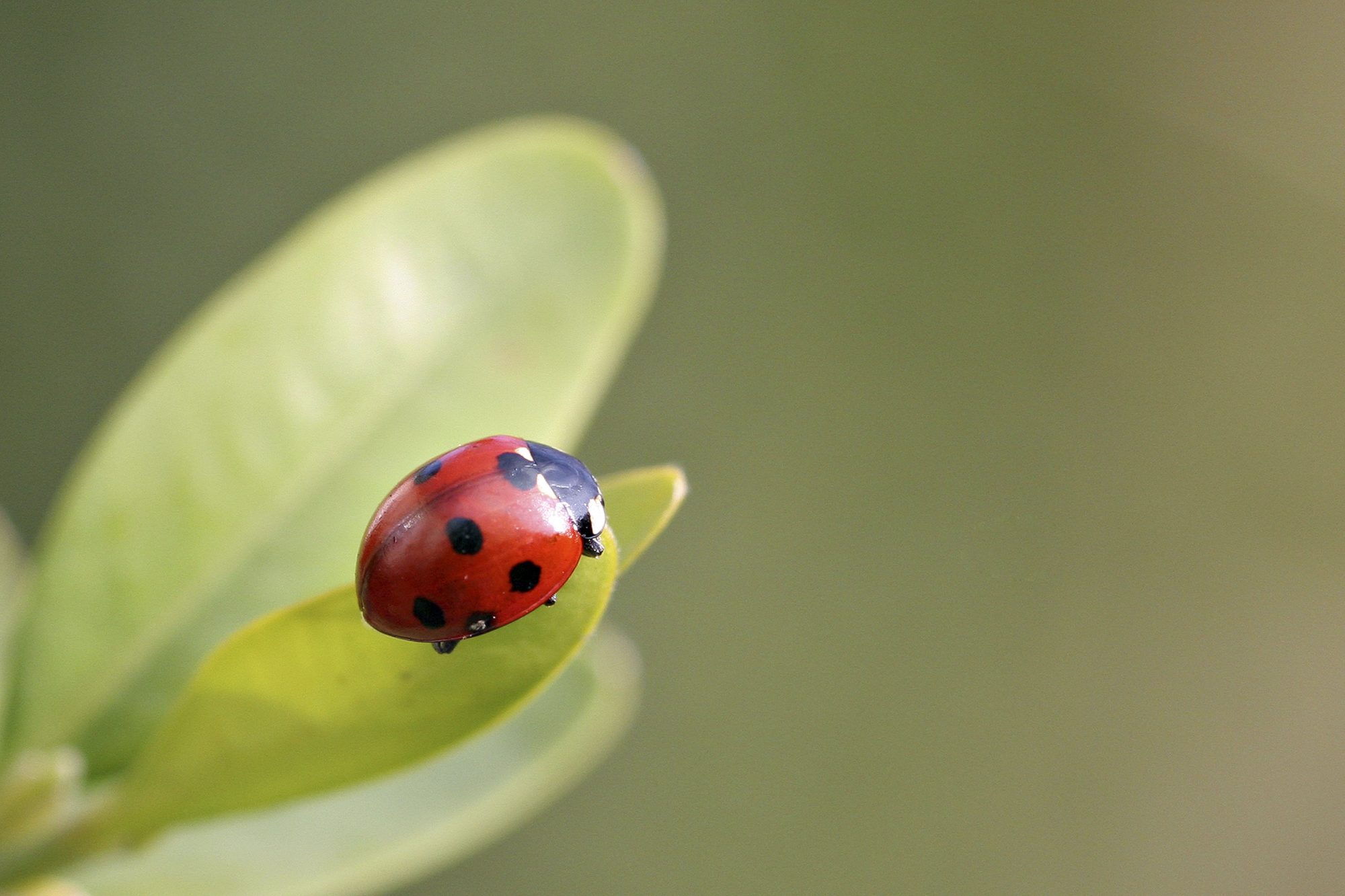 Detail Image Of A Ladybug Nomer 46