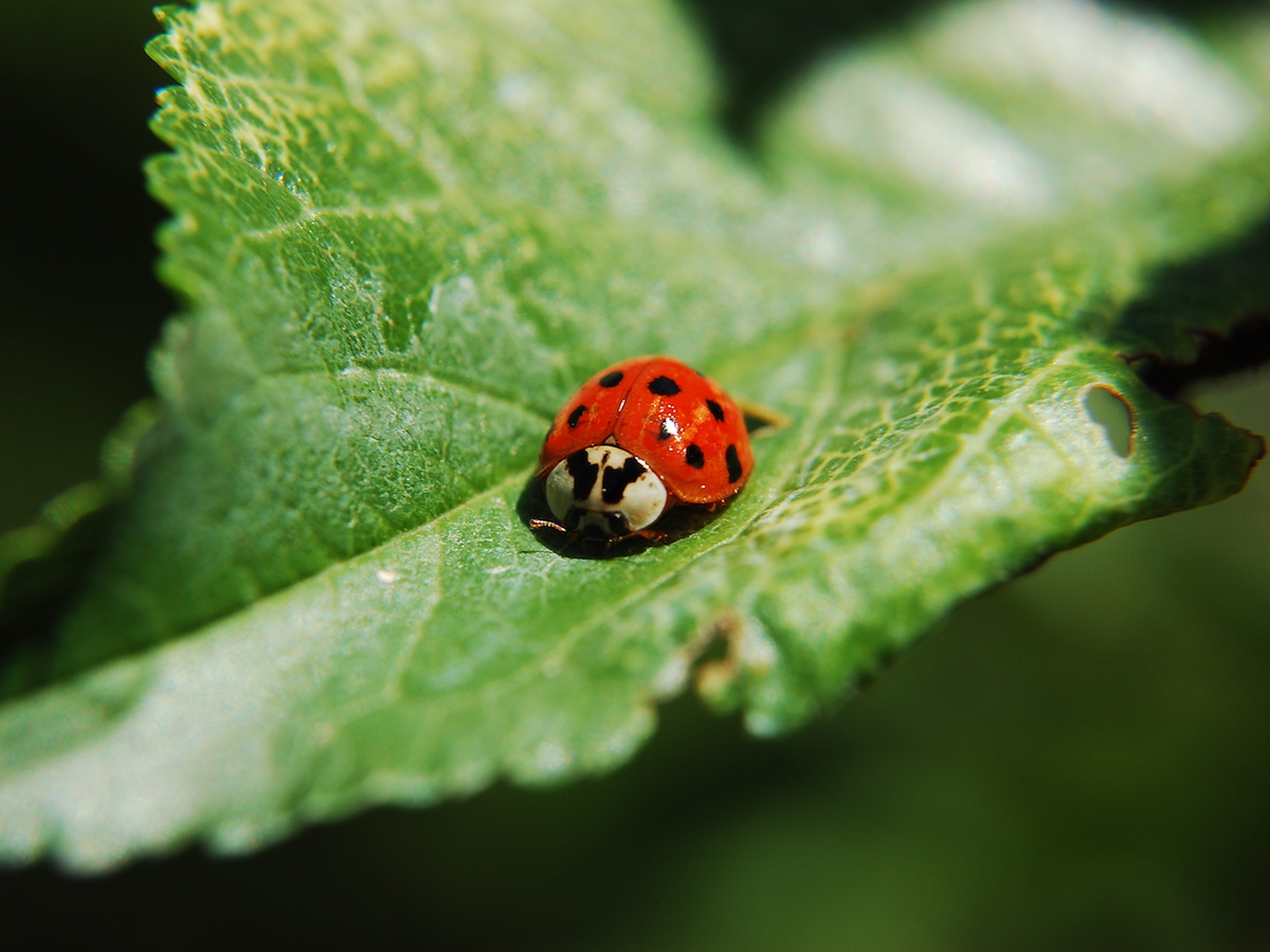 Detail Image Of A Ladybug Nomer 47