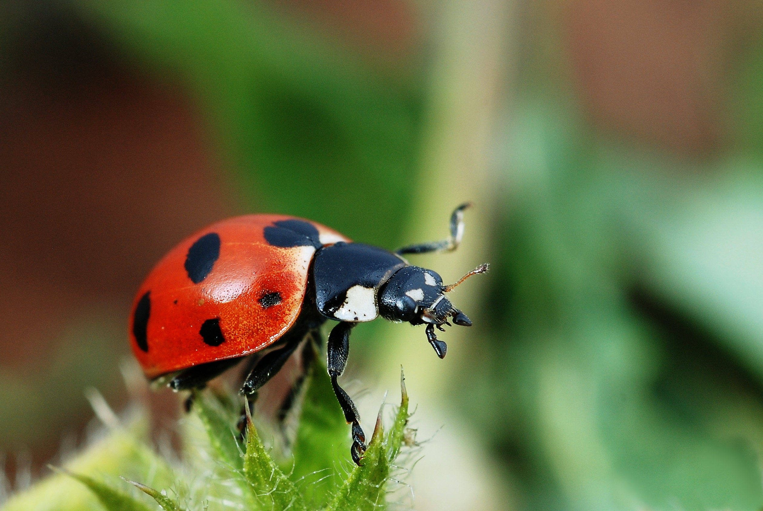 Detail Image Of A Ladybug Nomer 6