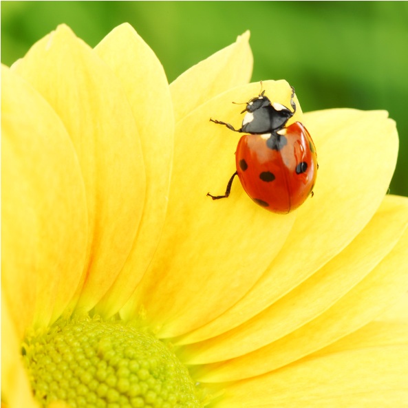 Detail Image Of A Ladybug Nomer 48
