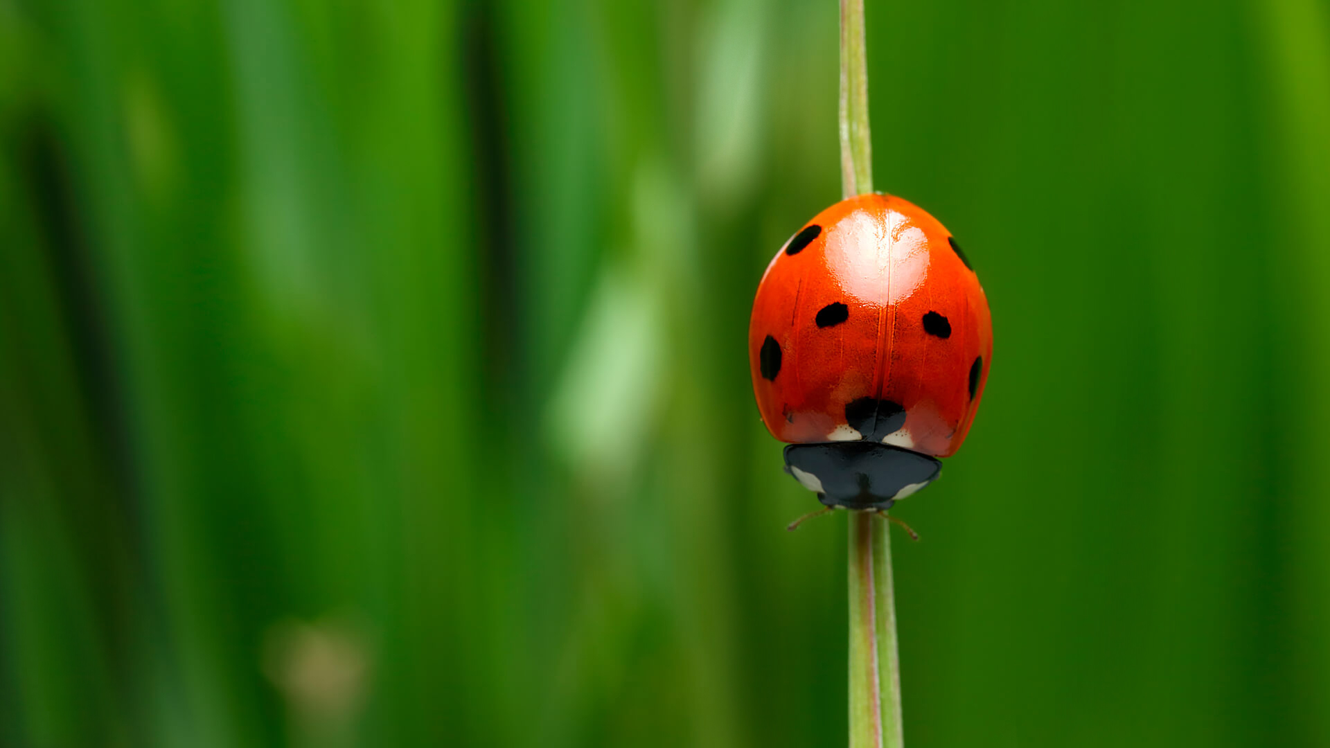 Detail Image Of A Ladybug Nomer 51